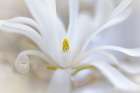 USA, Washington State, Seabeck. White magnolia blossom close-up. Art Print